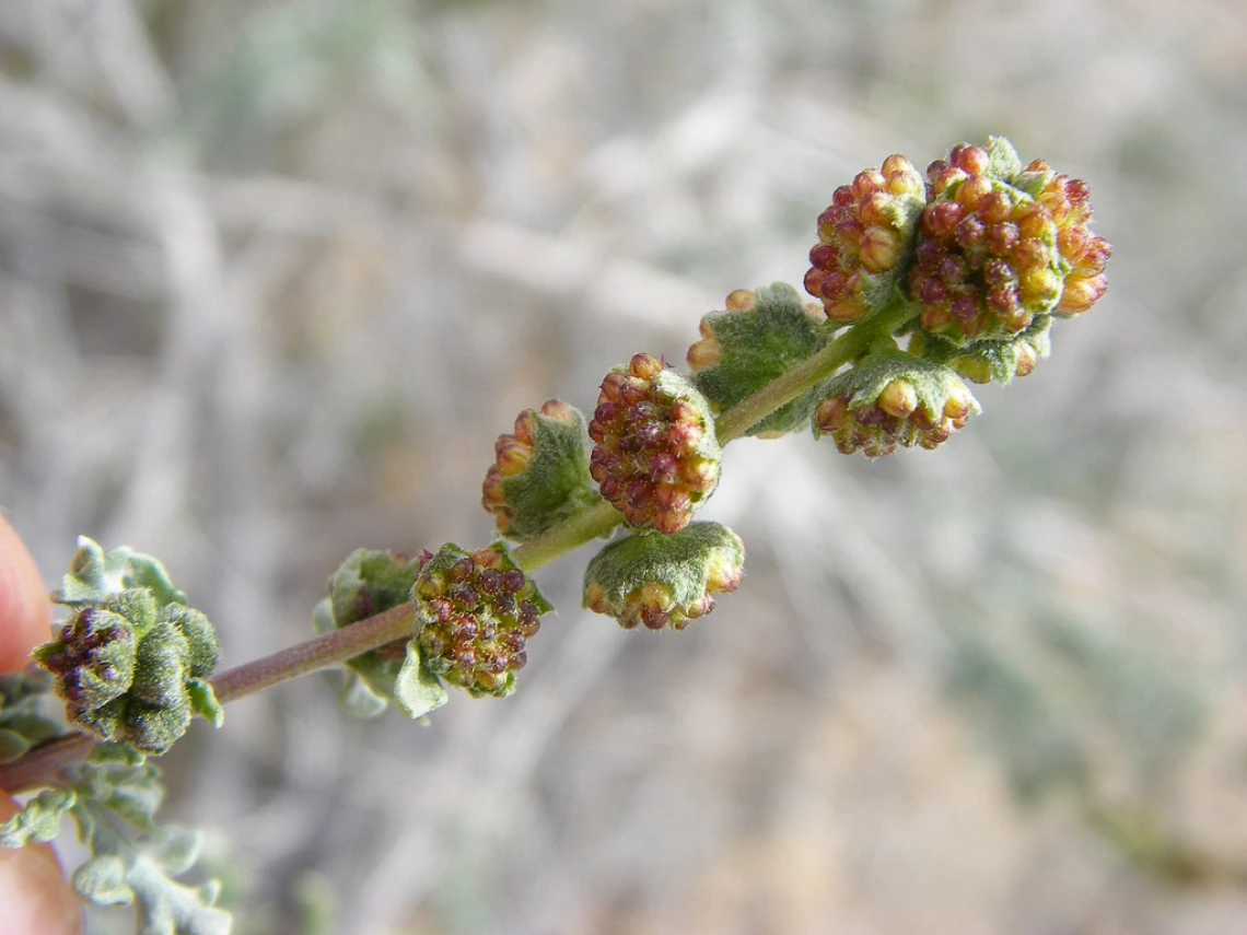 Ambrosia dumosa close up
