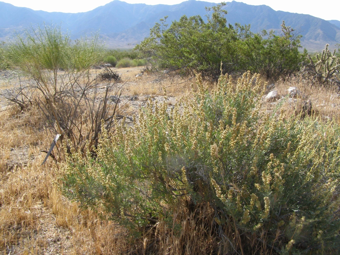 Ambrosia dumosa