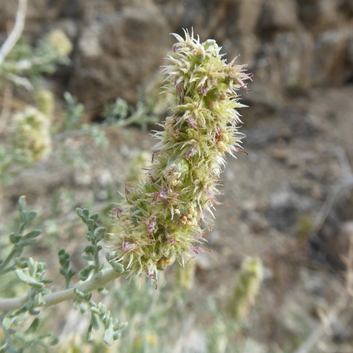 Ambrosia dumosa close up