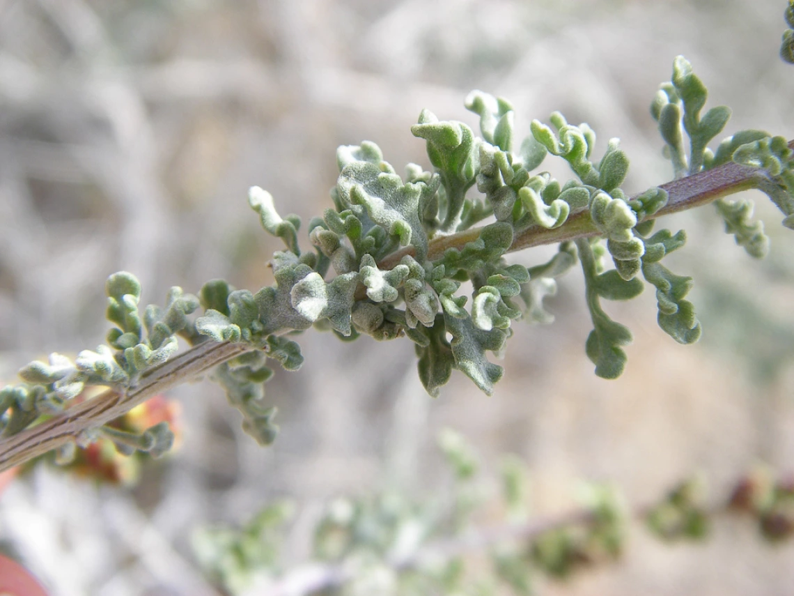 Ambrosia dumosa leaves