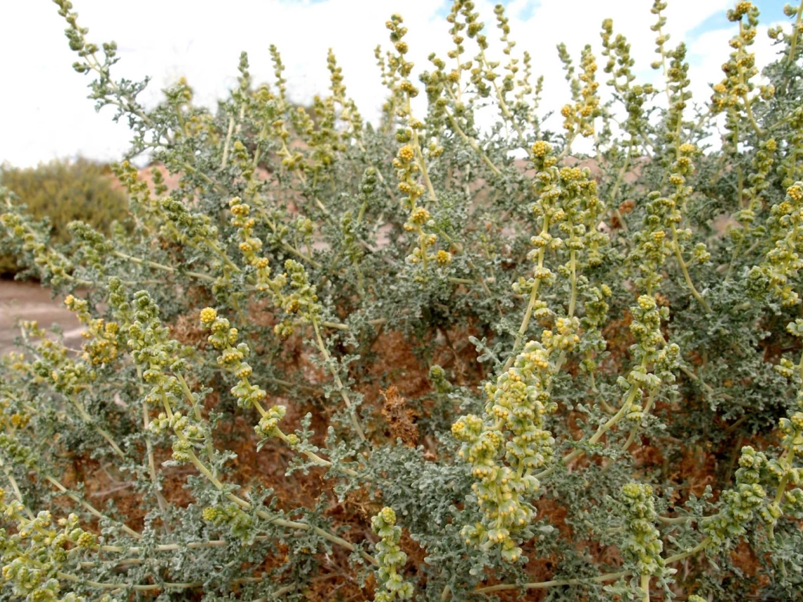 Ambrosia dumosa