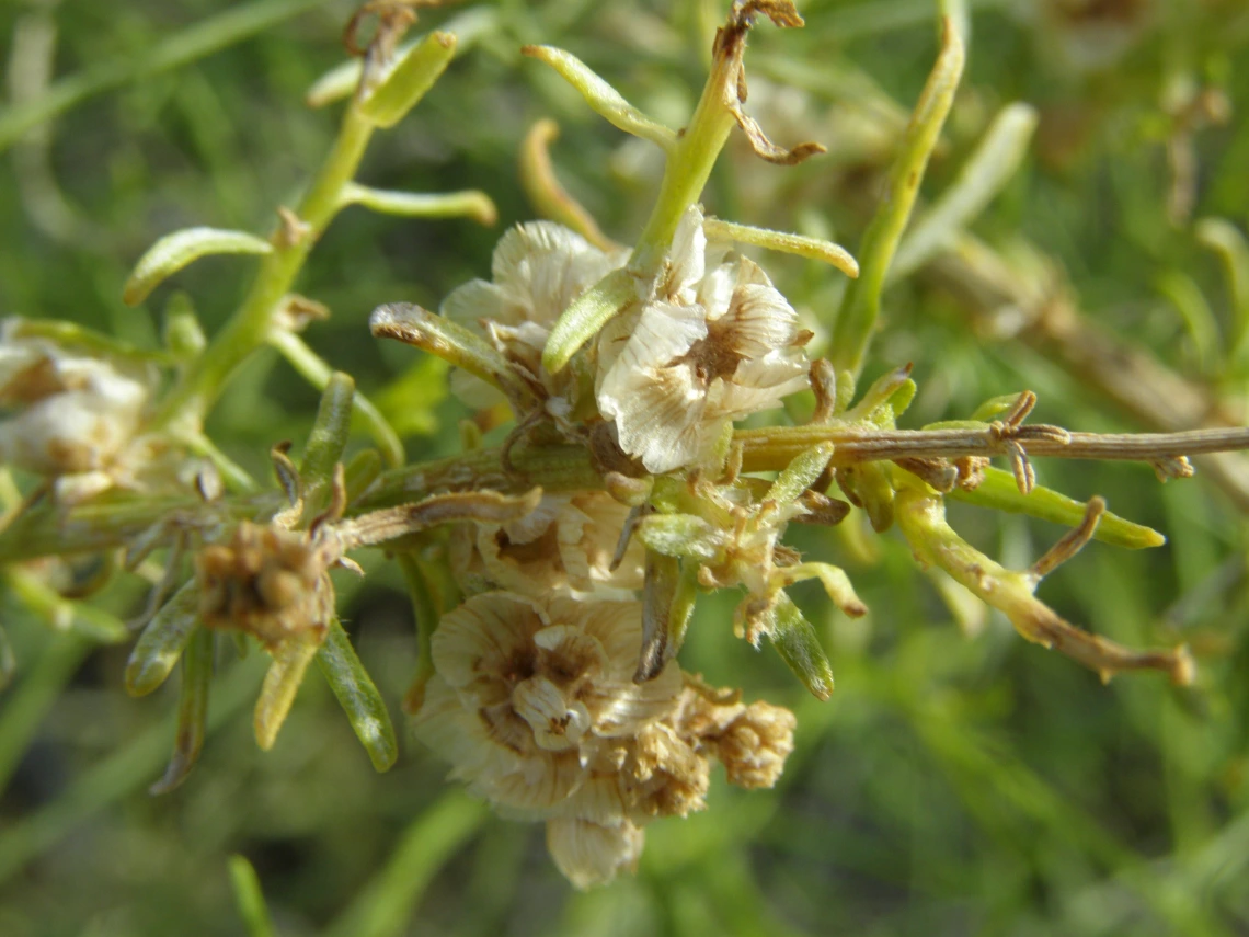 Ambrosia salsola fruit close up