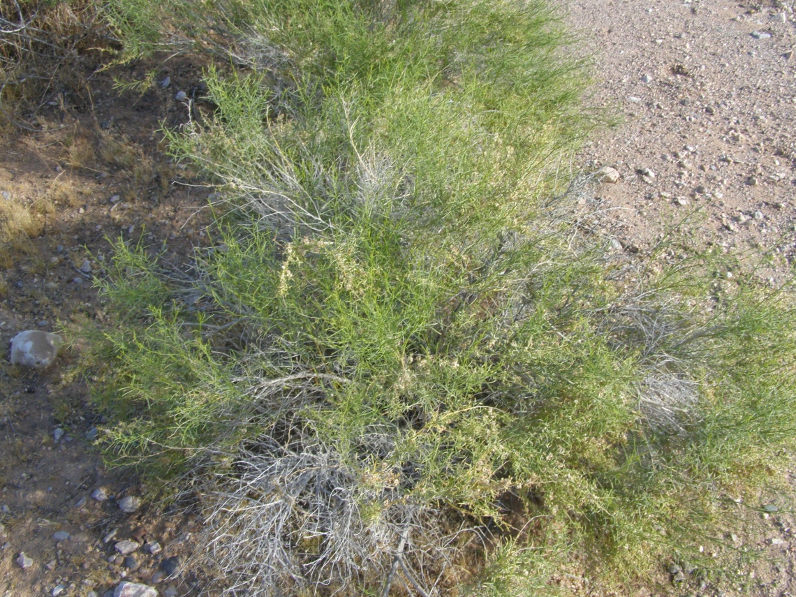Ambrosia salsola