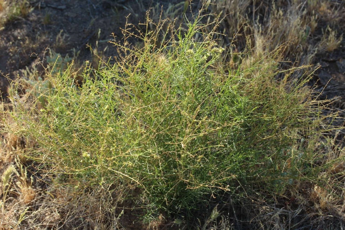 Ambrosia salsola