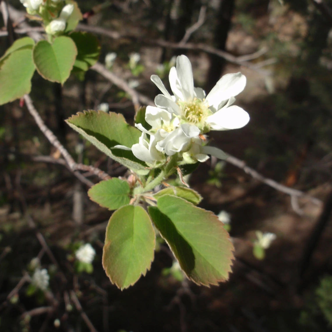 Amelanchier alnifolia