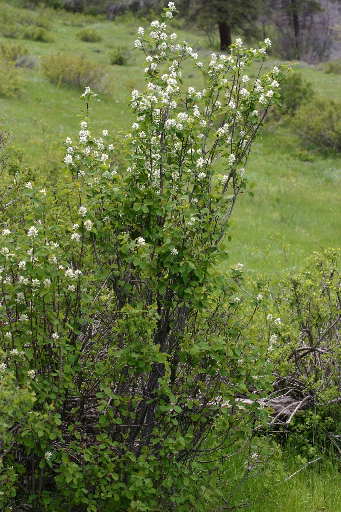 Amelanchier alnifolia