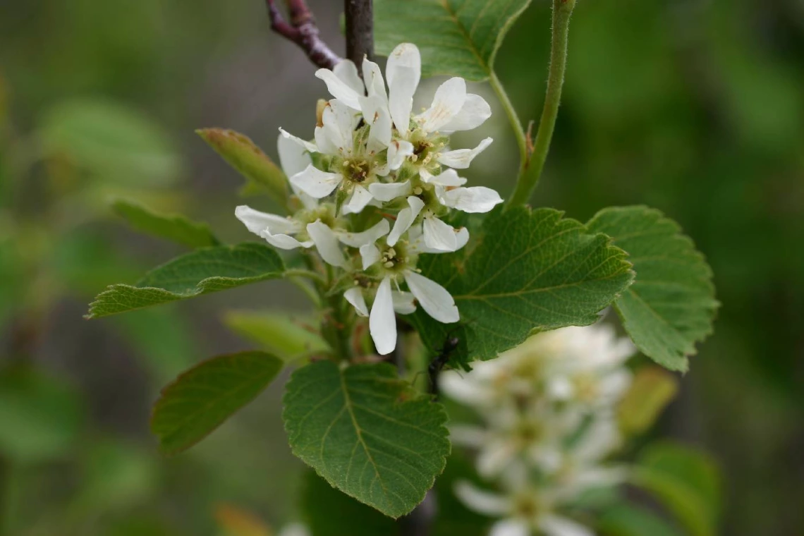 Amelanchier alnifolia flower close up 