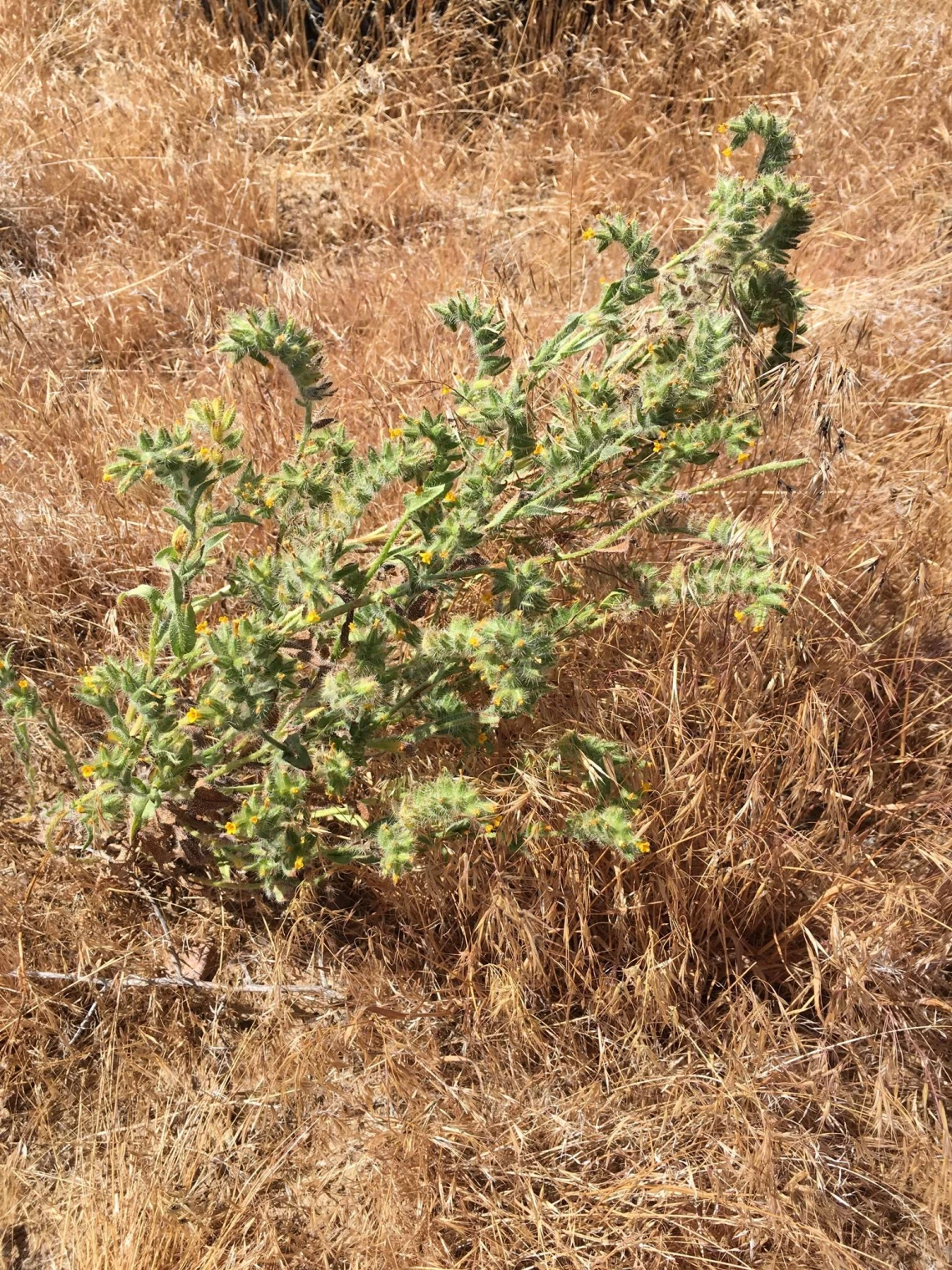 Amsinckia tessellata