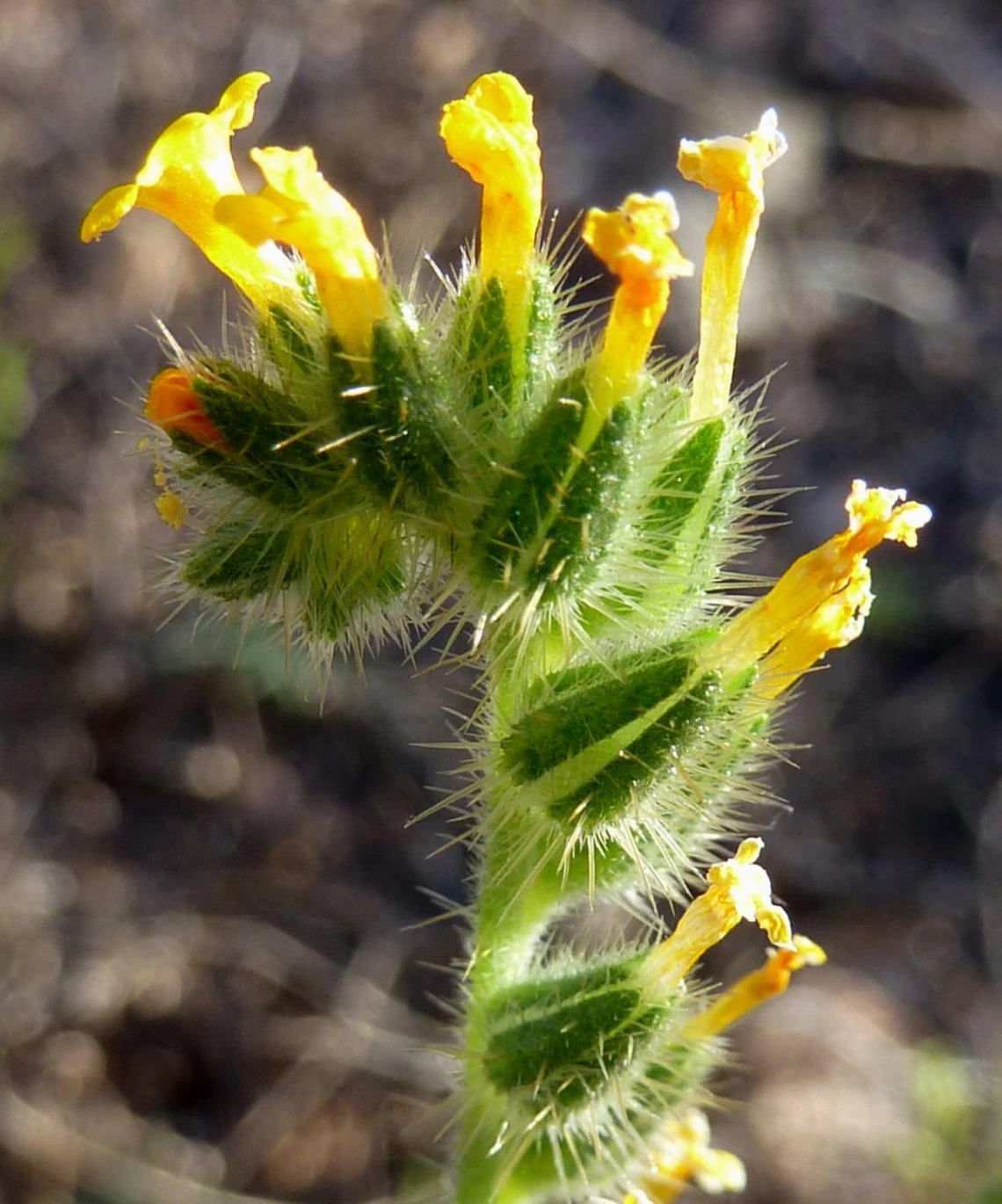 Amsinckia tessellata flowers 