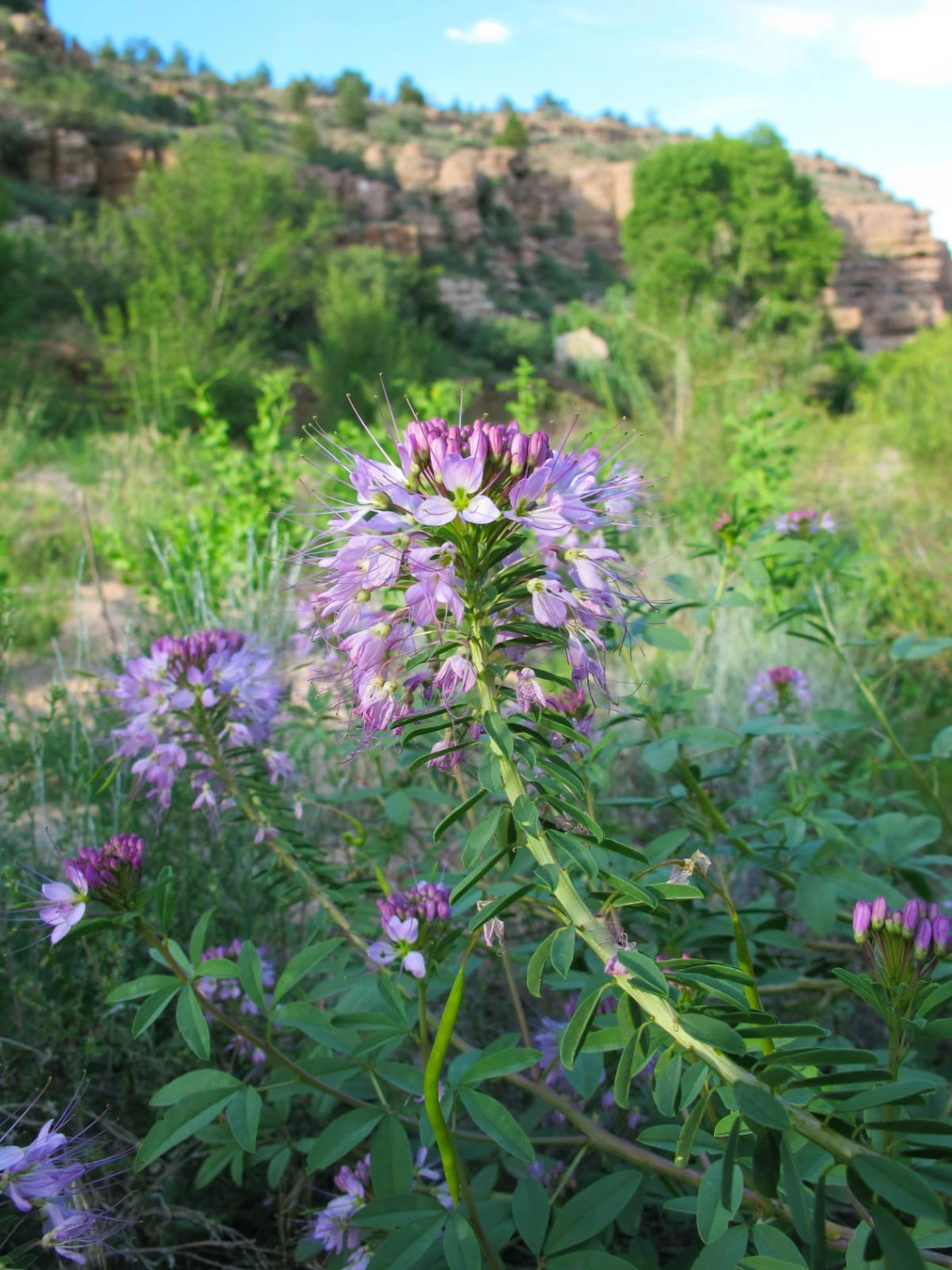  Cleomella serrulata