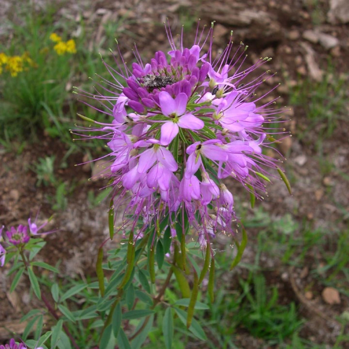  Cleomella serrulata