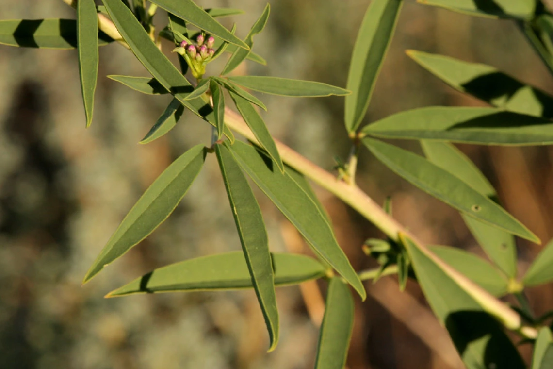  Cleomella serrulata