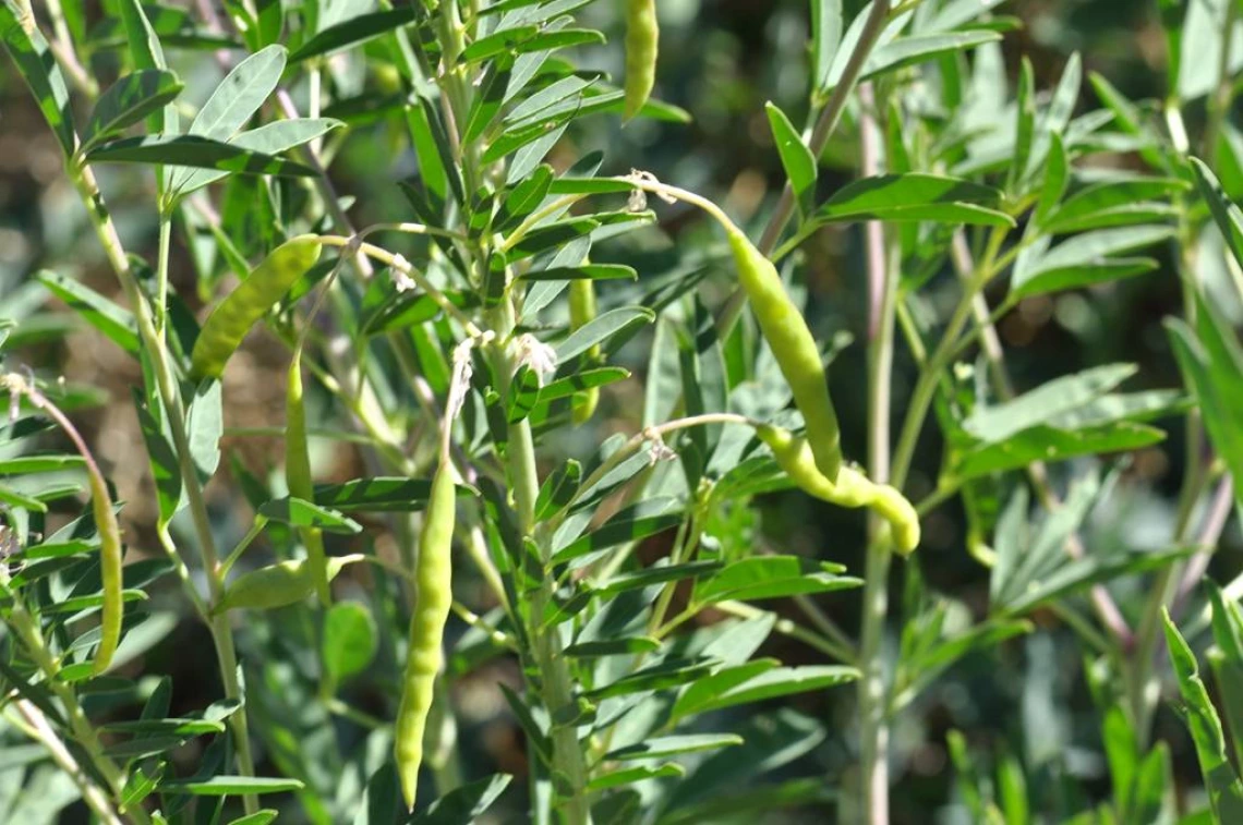  Cleomella serrulata