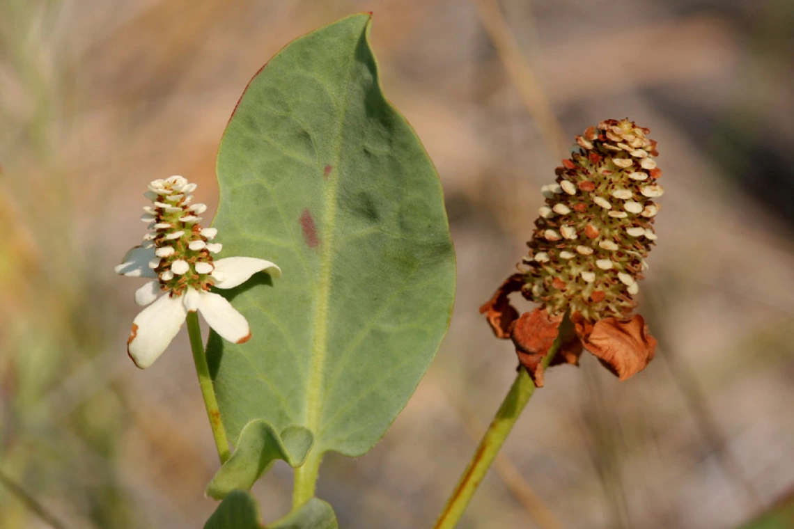 Anemopsis californica