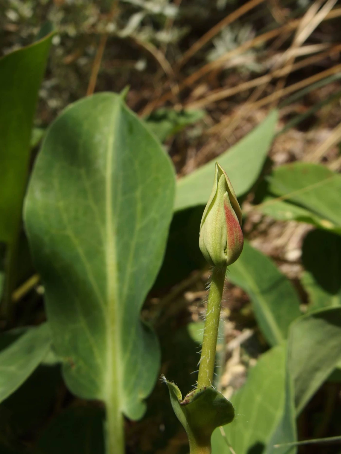 Anemopsis californica leaves and bud