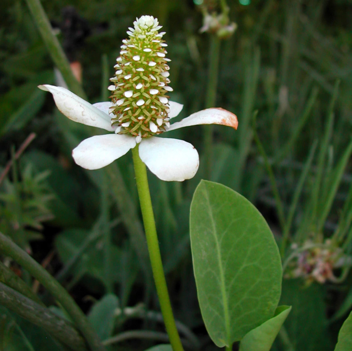 Anemopsis californica flower 