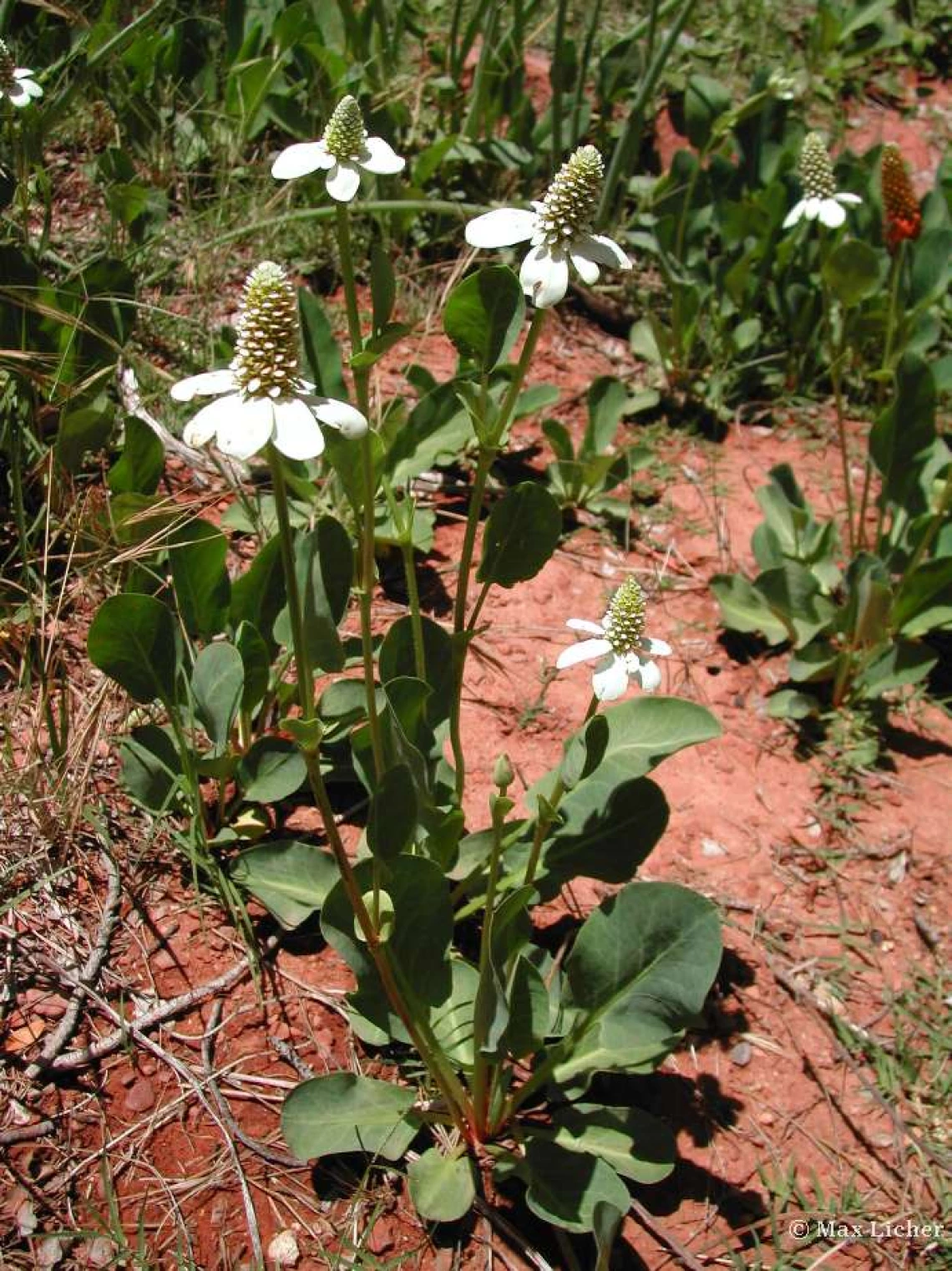 Anemopsis californica