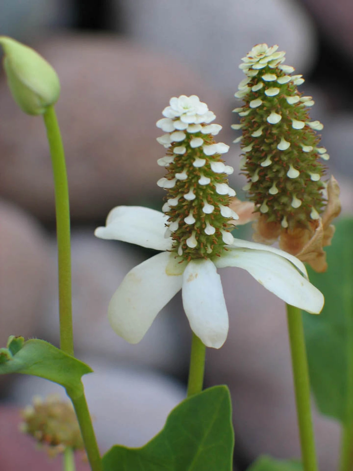 Anemopsis californica close up 