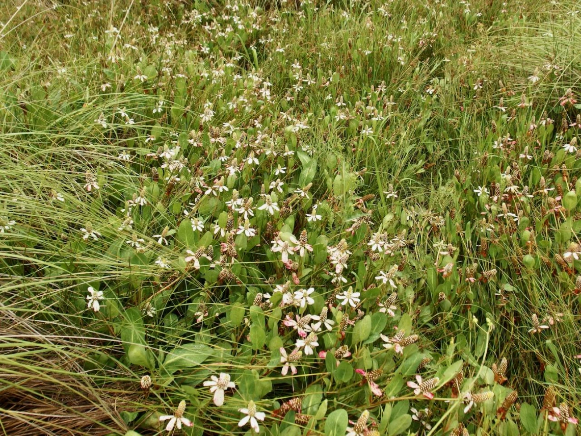Anemopsis californica
