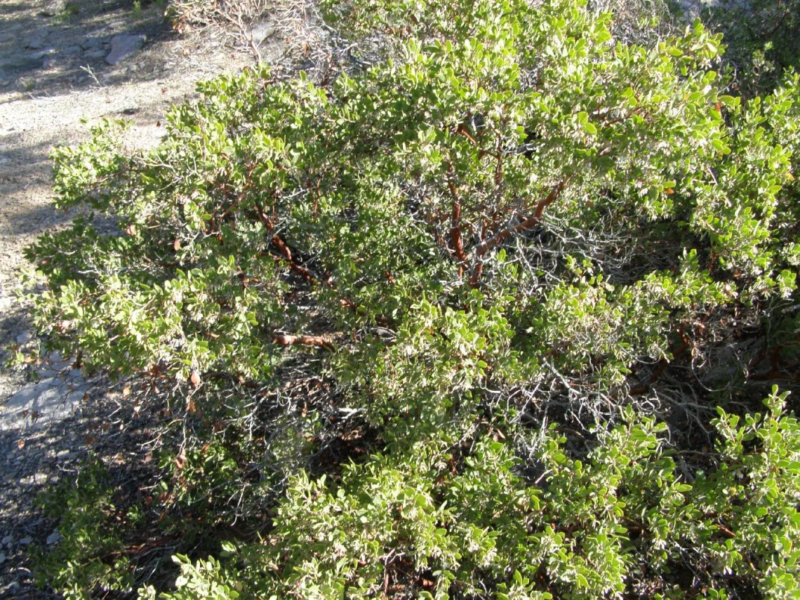 Arctostaphylos pungens