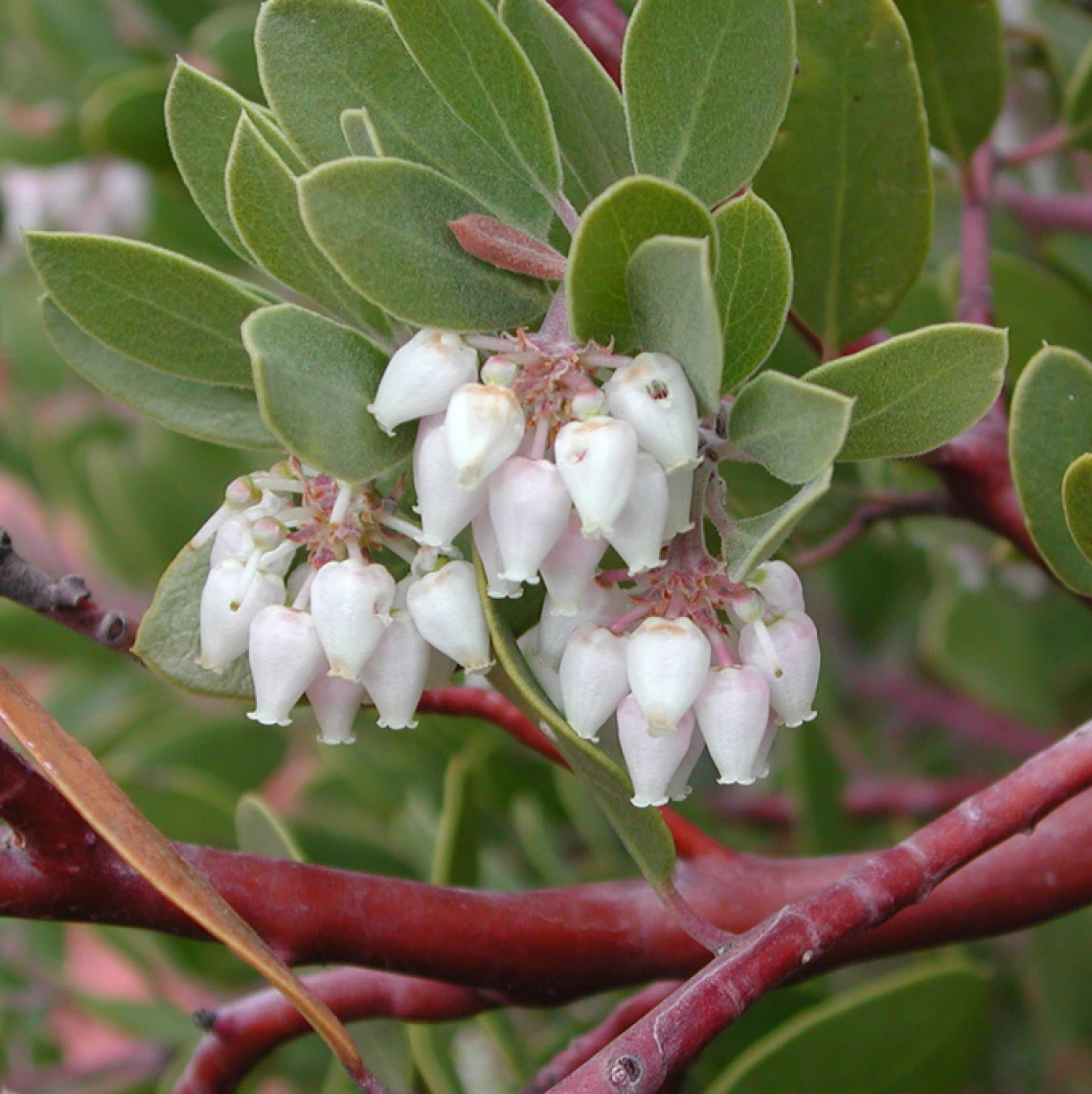 Arctostaphylos pungens flowers
