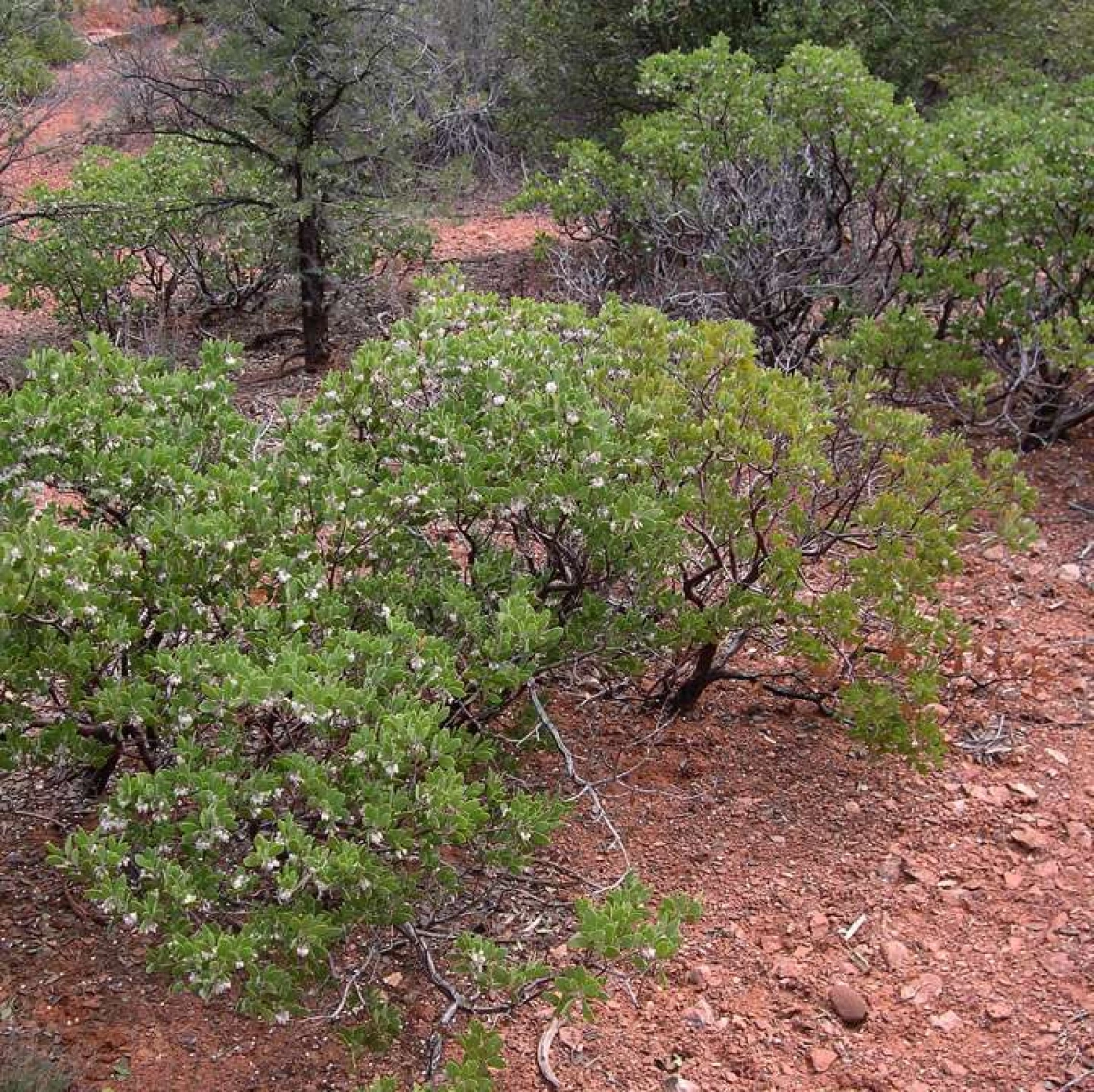 Arctostaphylos pungens