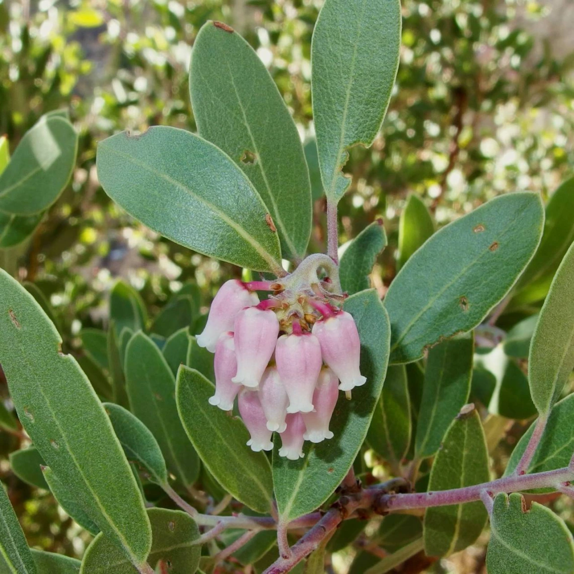 Arctostaphylos pungens flowers and leaves