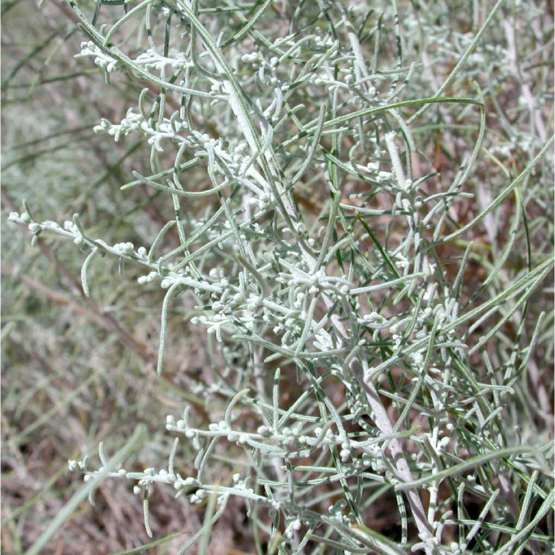 Artemisia filifolia close up