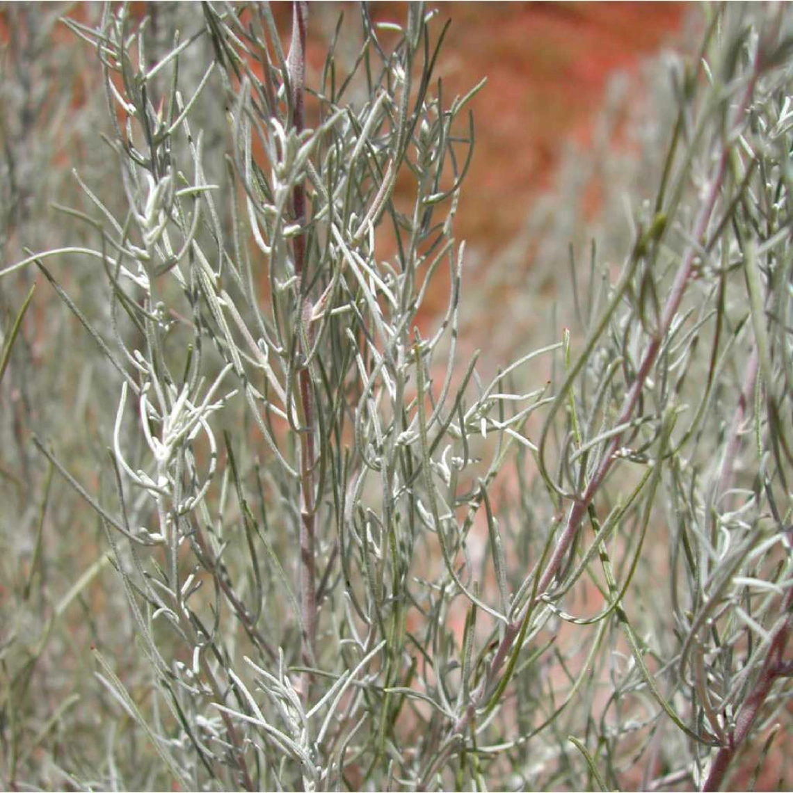 Artemisia filifolia leaves