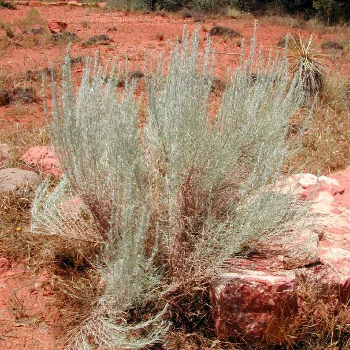 Artemisia filifolia