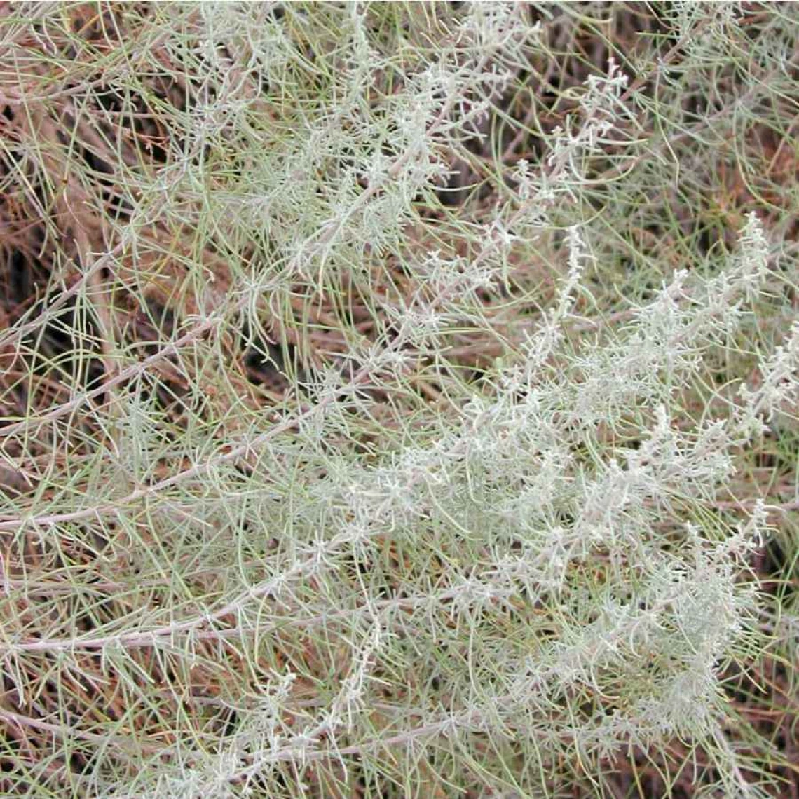 Artemisia filifolia
