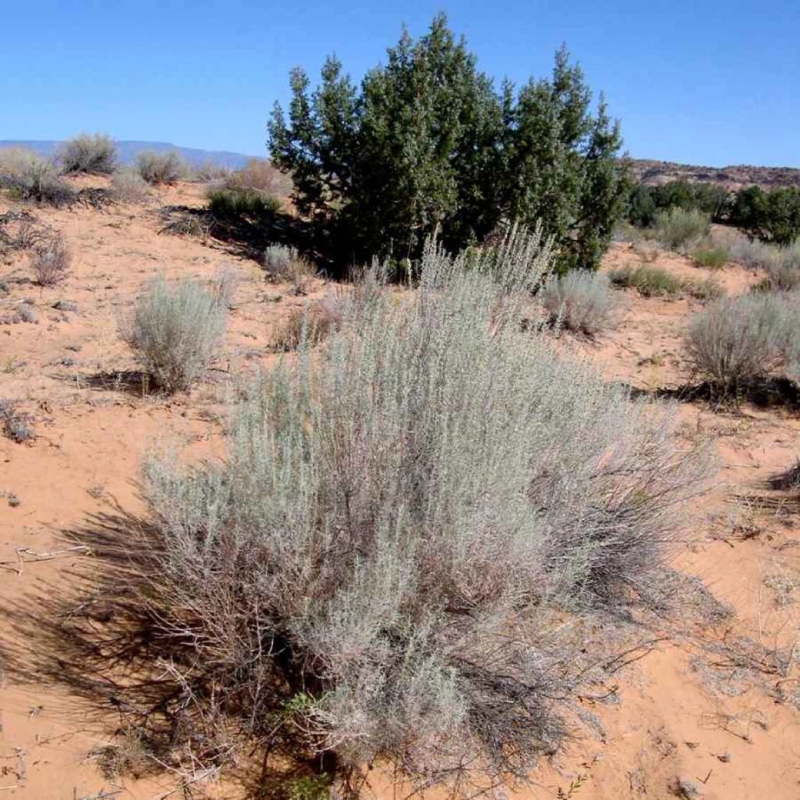 Artemisia filifolia