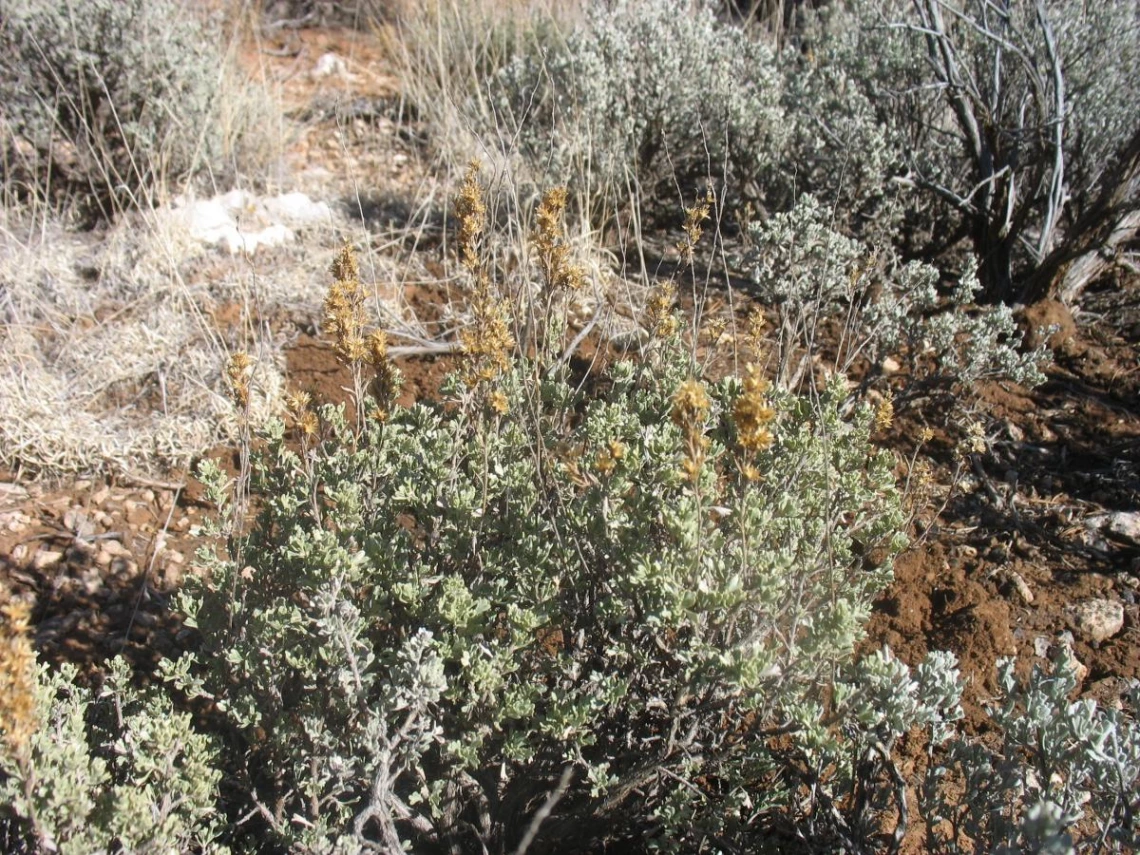 Artemisia nova