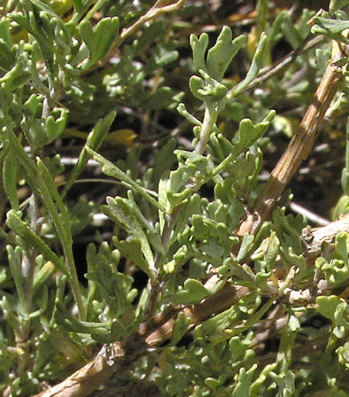 Artemisia nova