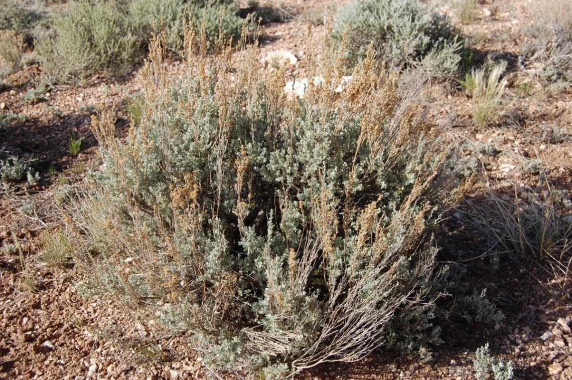 Artemisia nova