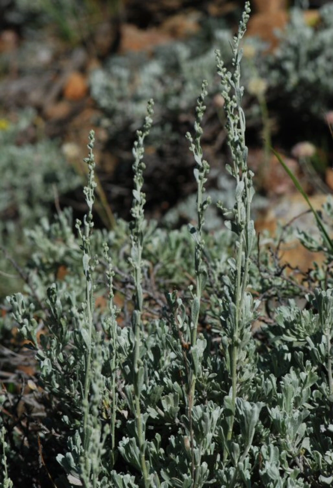 Artemisia tridentata spp vaseyana