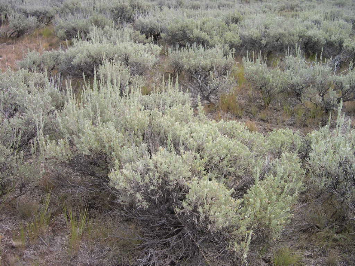 Artemisia tridentata spp vaseyana