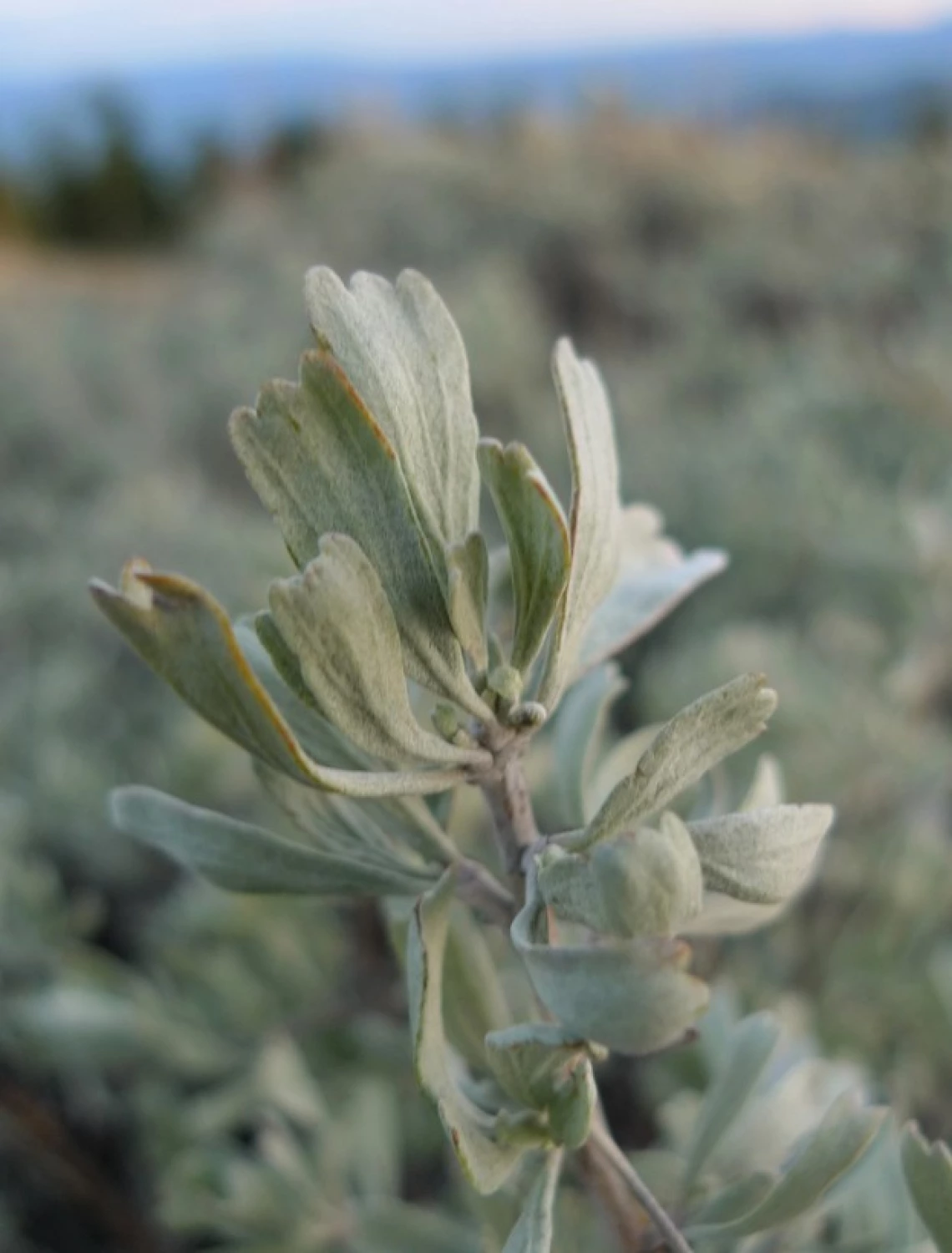 Artemisia tridentata spp vaseyana leaves close up