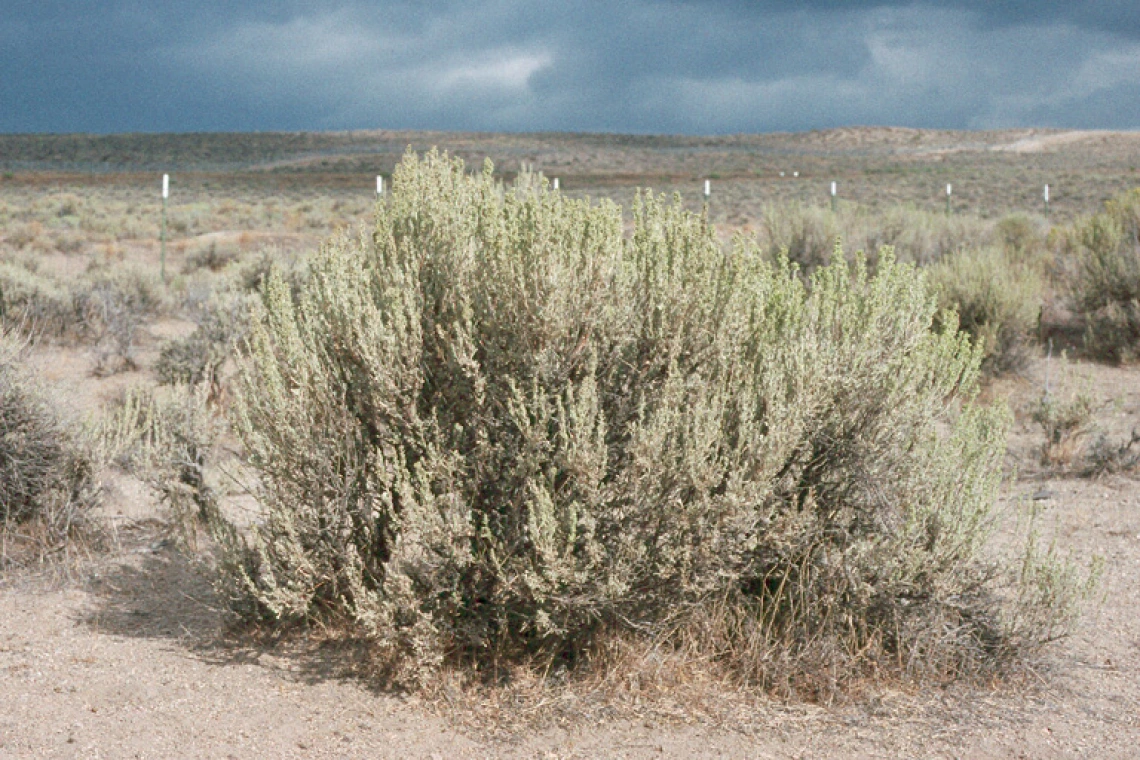 Artemisia tridentata ssp. wyomingensis