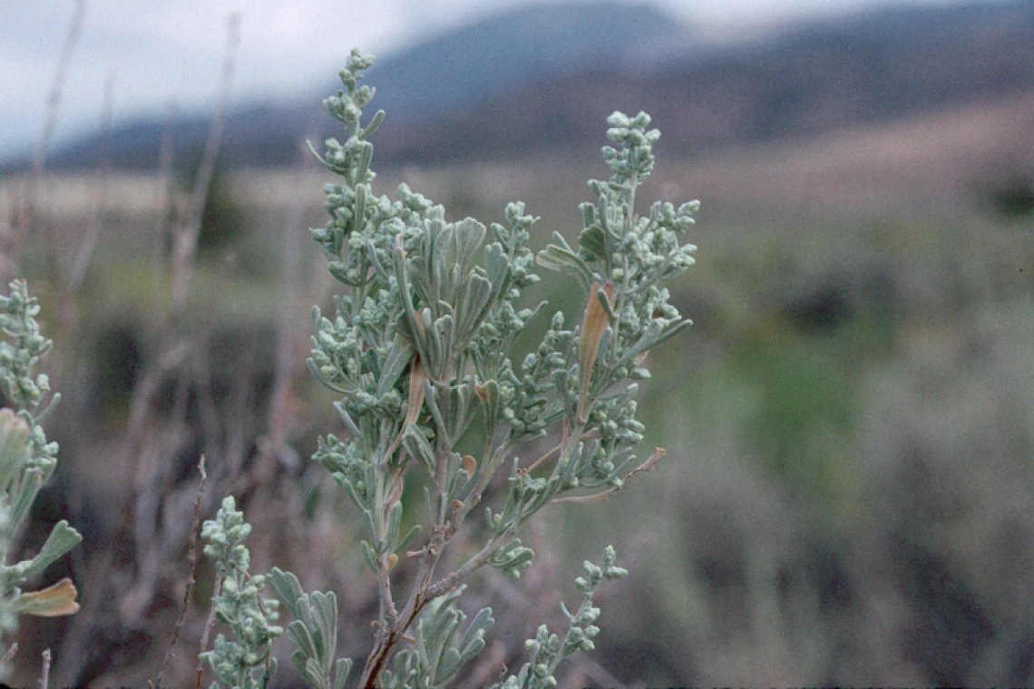Artemisia tridentata tridentata close up 