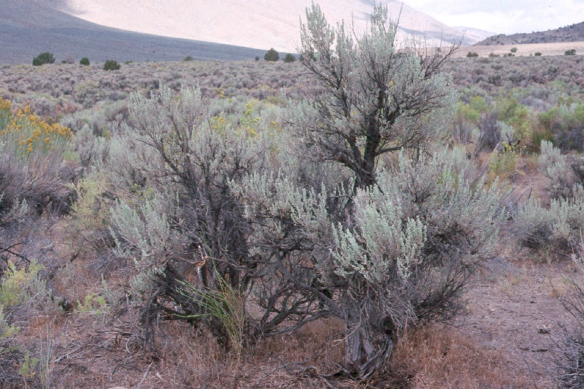 Artemisia tridentata tridentata