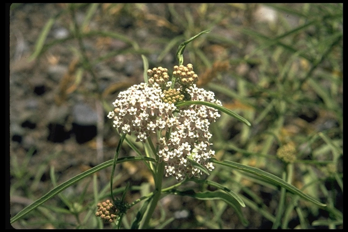 Asclepias fascicularis