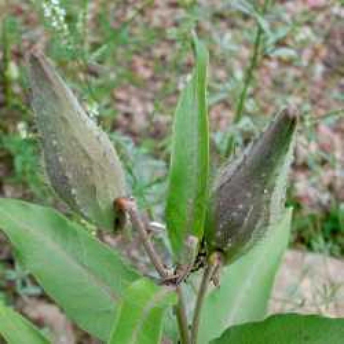 Asclepias speciosa fruit