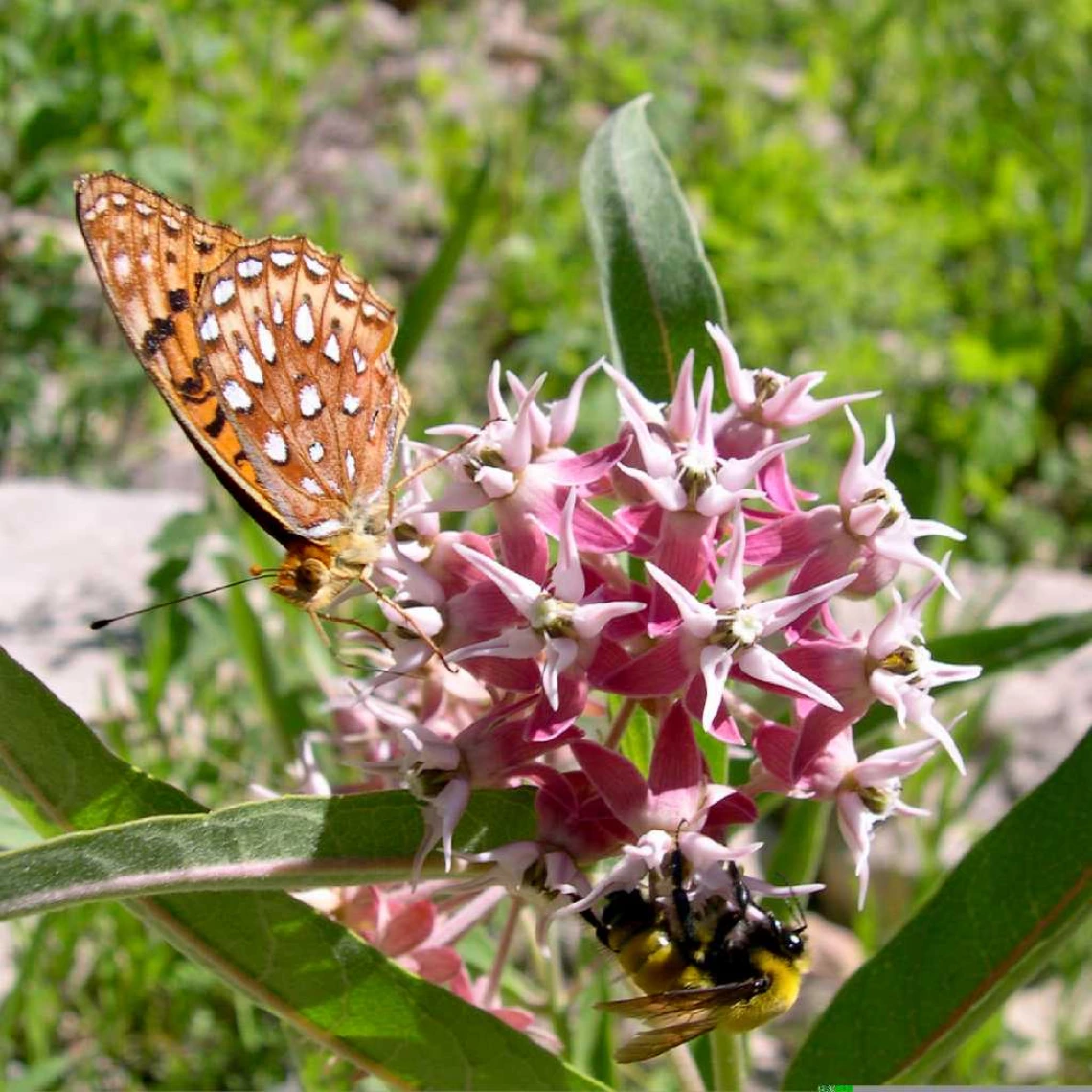 Asclepias speciosa flower close up with pollinators