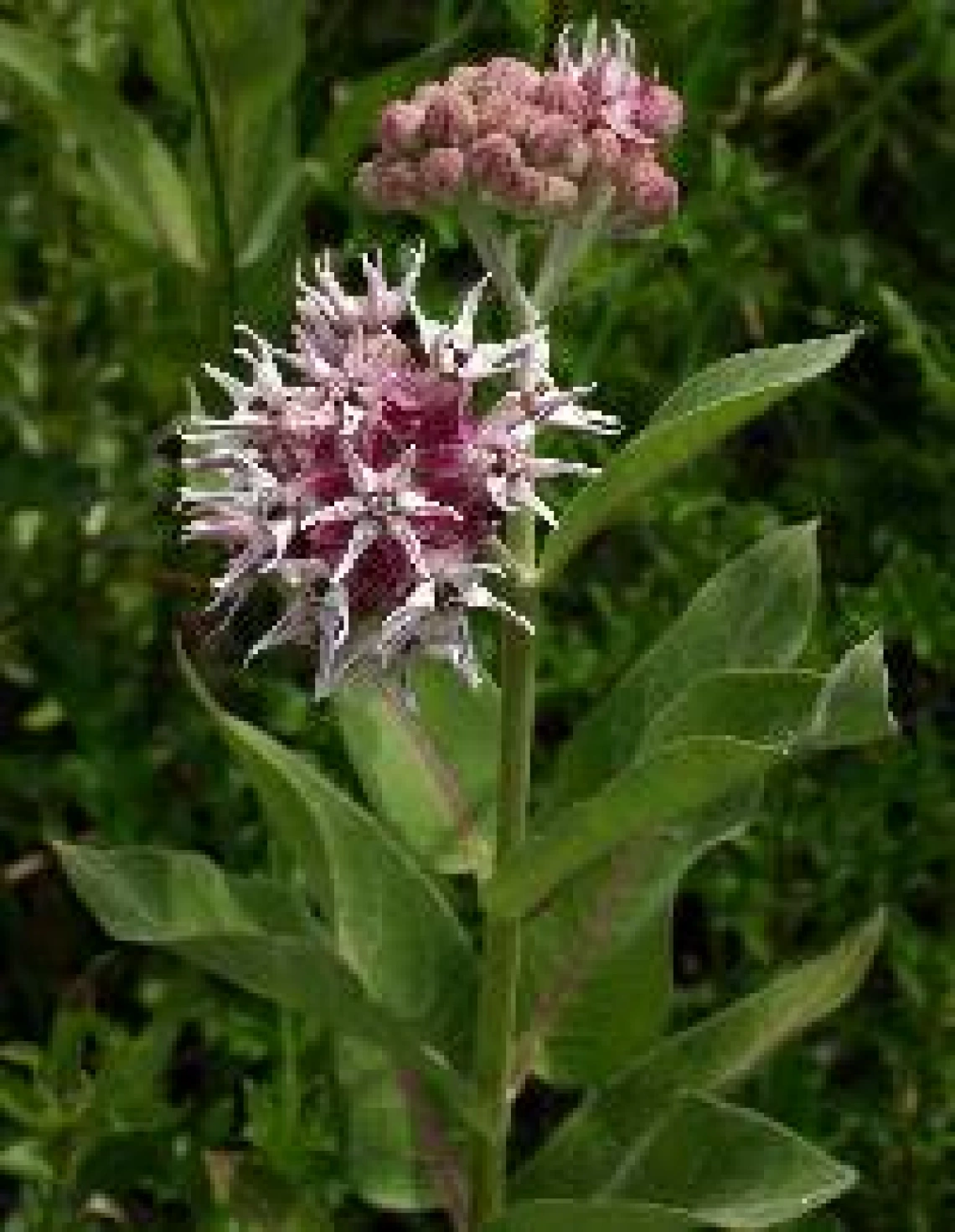 Asclepias speciosa