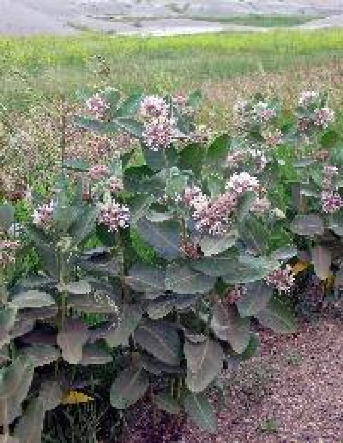 Asclepias speciosa