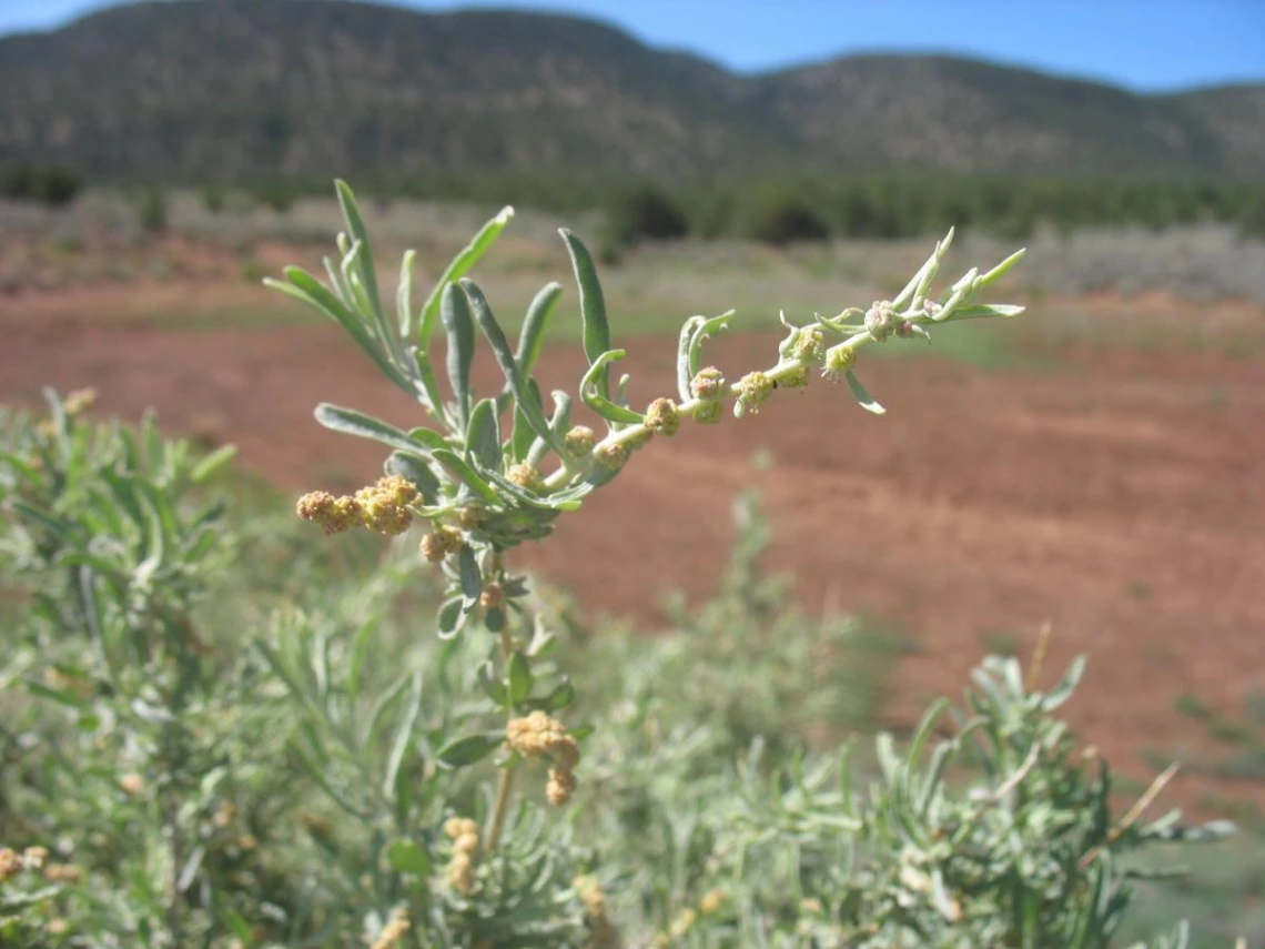 Atriplex canescens close up 