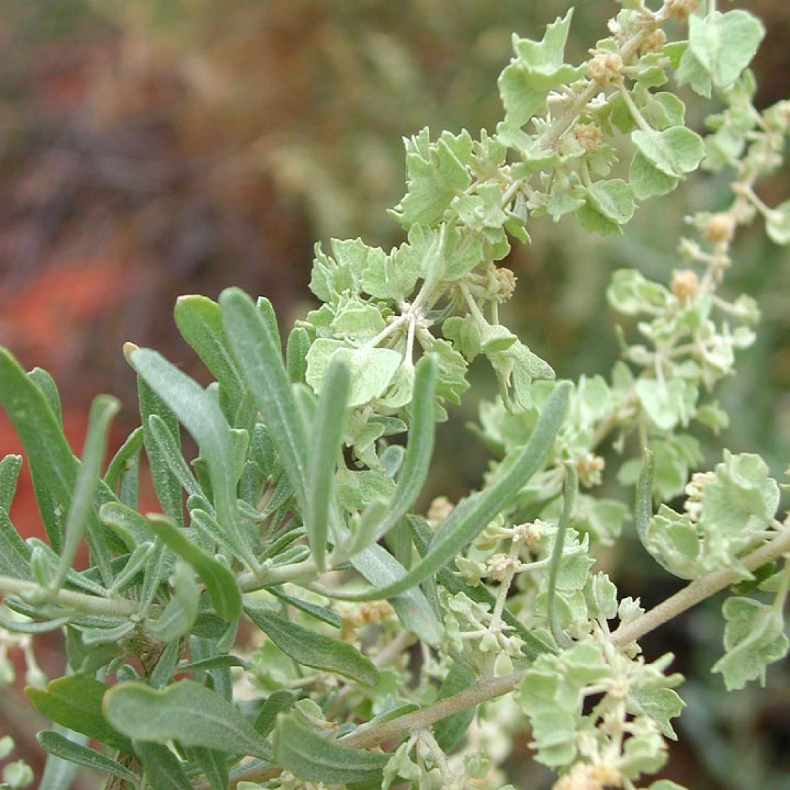 Atriplex canescens leaves 