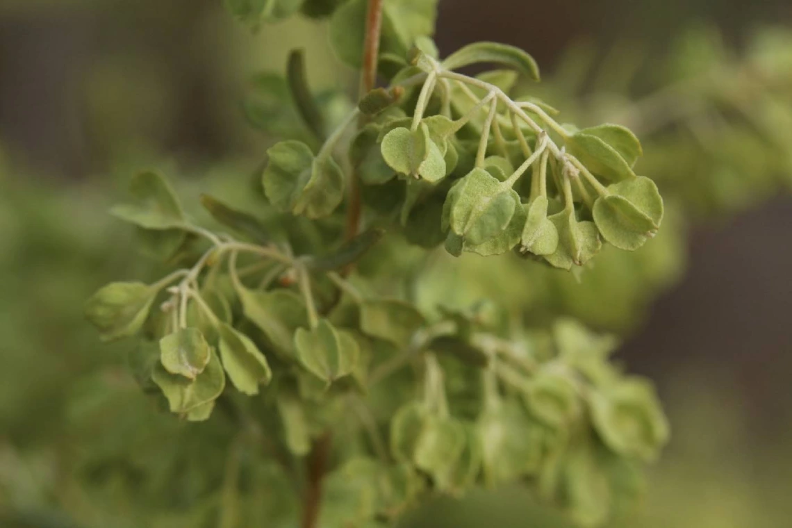 Atriplex canescens fruit