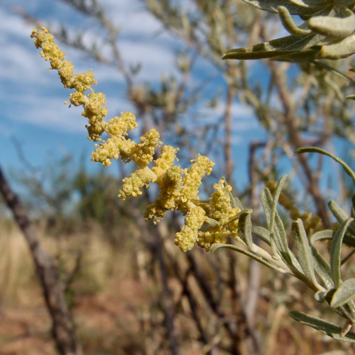 Atriplex canescens flowers